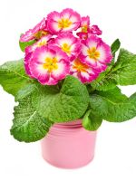 primroses in flower pot