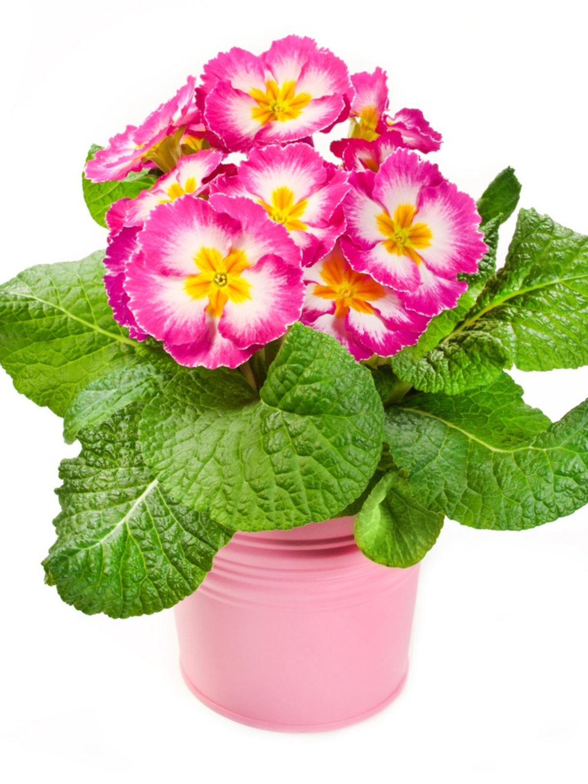 the primrose houseplant - how to grow primrose indoors