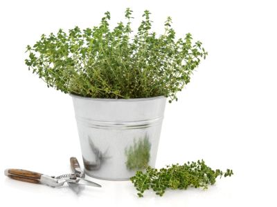pruning thyme herb plant