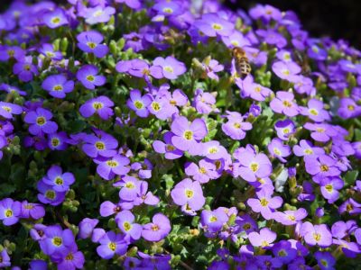 purple aubrieta flowers