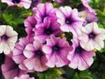 White-Purple Petunia Flowers