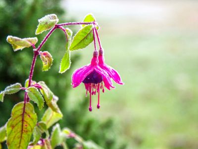 Frosted Fuchsia Plant