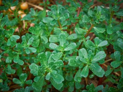 Water Droplets On Purslane Herbs