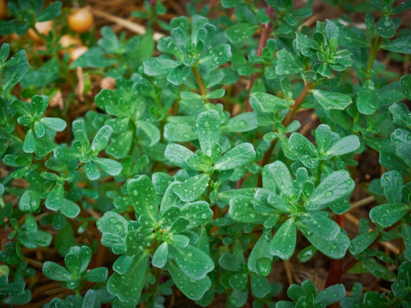 growing purslane: how to grow edible purslane in the garden
