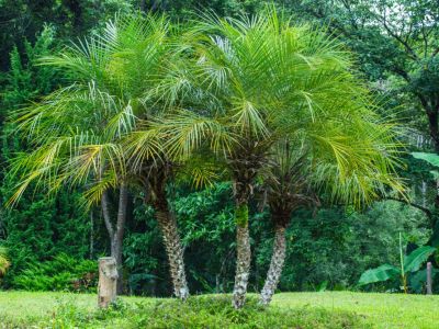 Large Pygmy Date Palm Trees