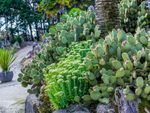 Raised Bed Cactus Garden