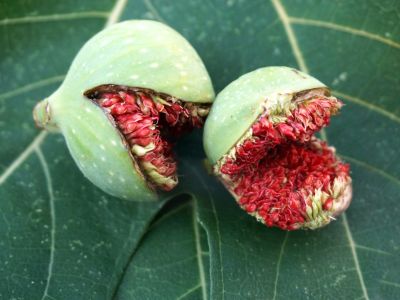 Red Fig Fruits With Green Shells
