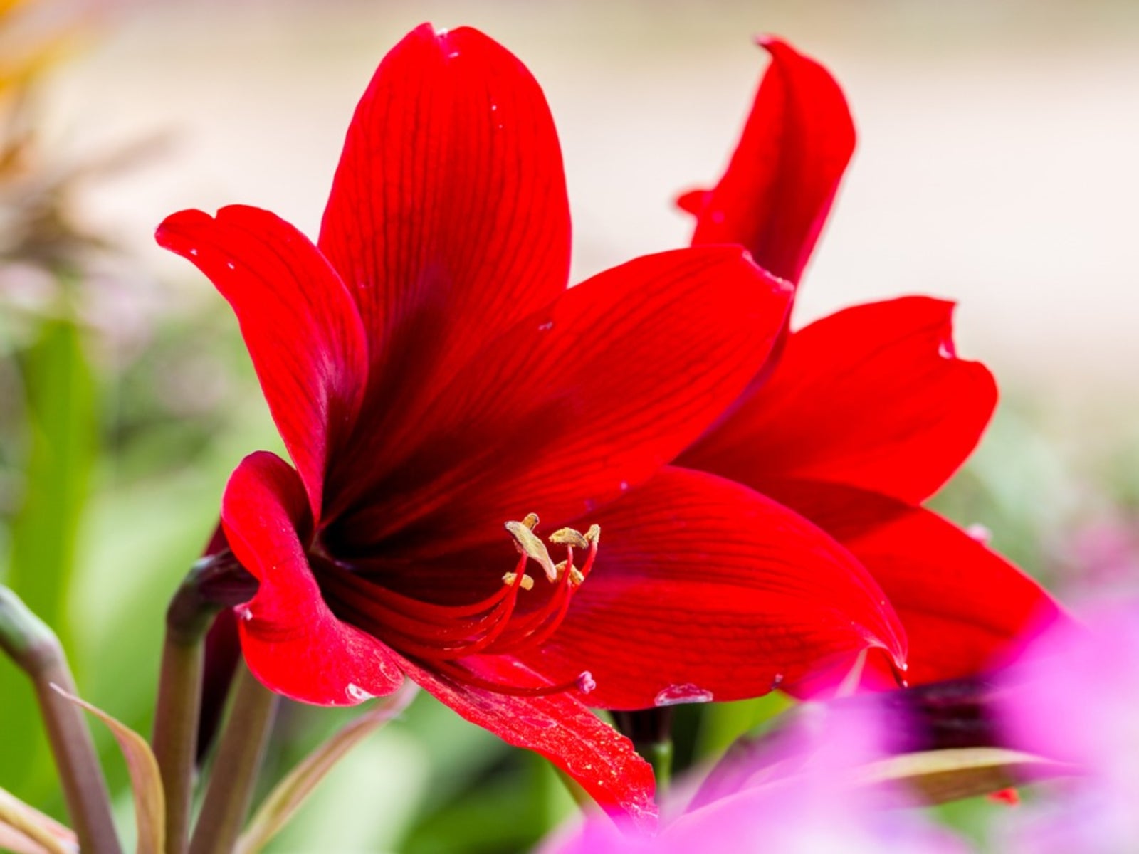 how to make an amaryllis bloom again