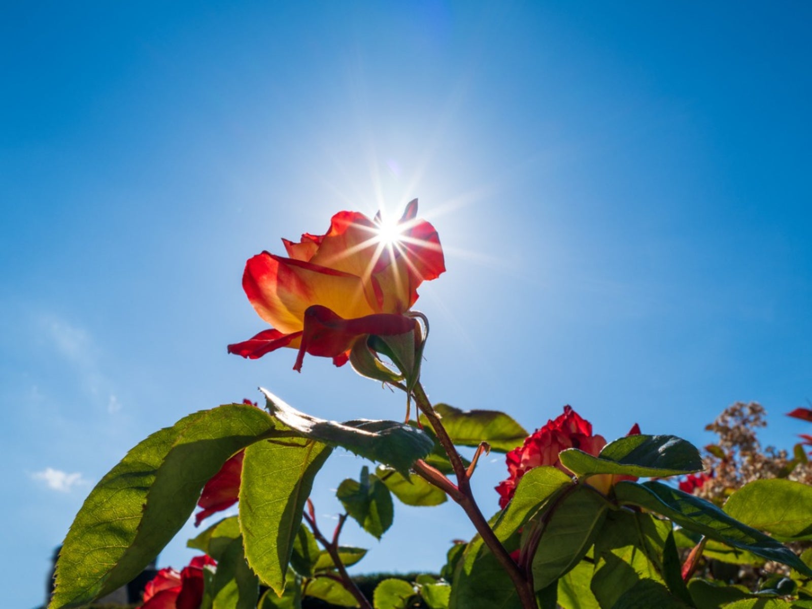 Protecting Roses In Hot Weather
