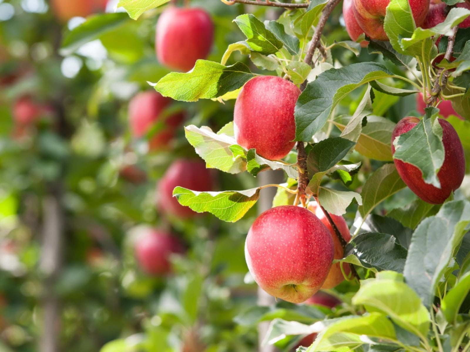V akom ročnom období jablone prinášajú ovocie