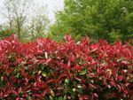 red robin photinia bush