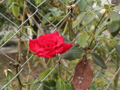 Red Rose Growing Through A Metal Fence
