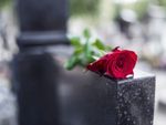 red rose on grave