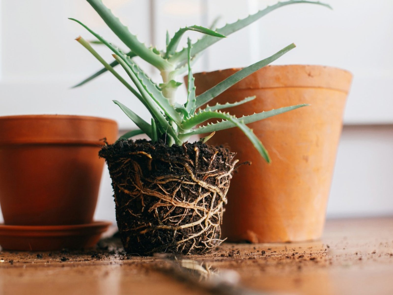 How to Free Mild Or Severely Rootbound Houseplants 