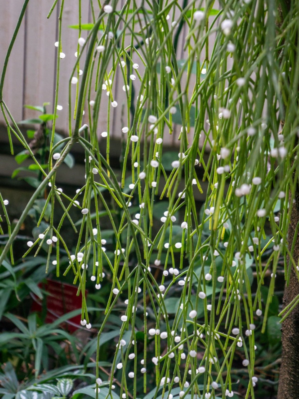 Mistletoe Cactus Care - Tips For Growing Rhipsalis Plants