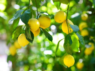 Lemon Tree Full Of Fruit