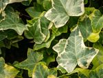 Variegated Ivy Plant