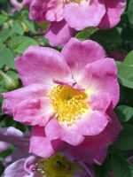rosa moyesii marguerite