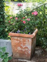 rose flower pot