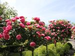 Row Of Pink Rose Trees