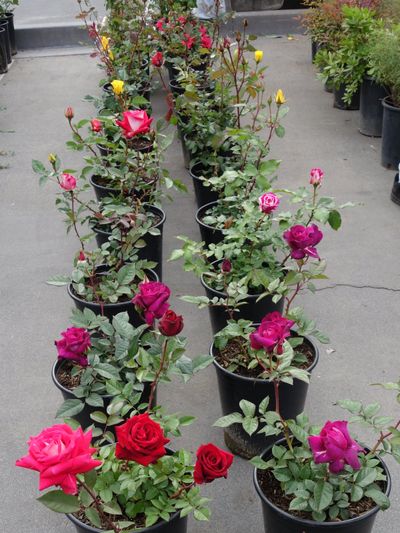 Rows Of Potted Rose Plants Of All Colors
