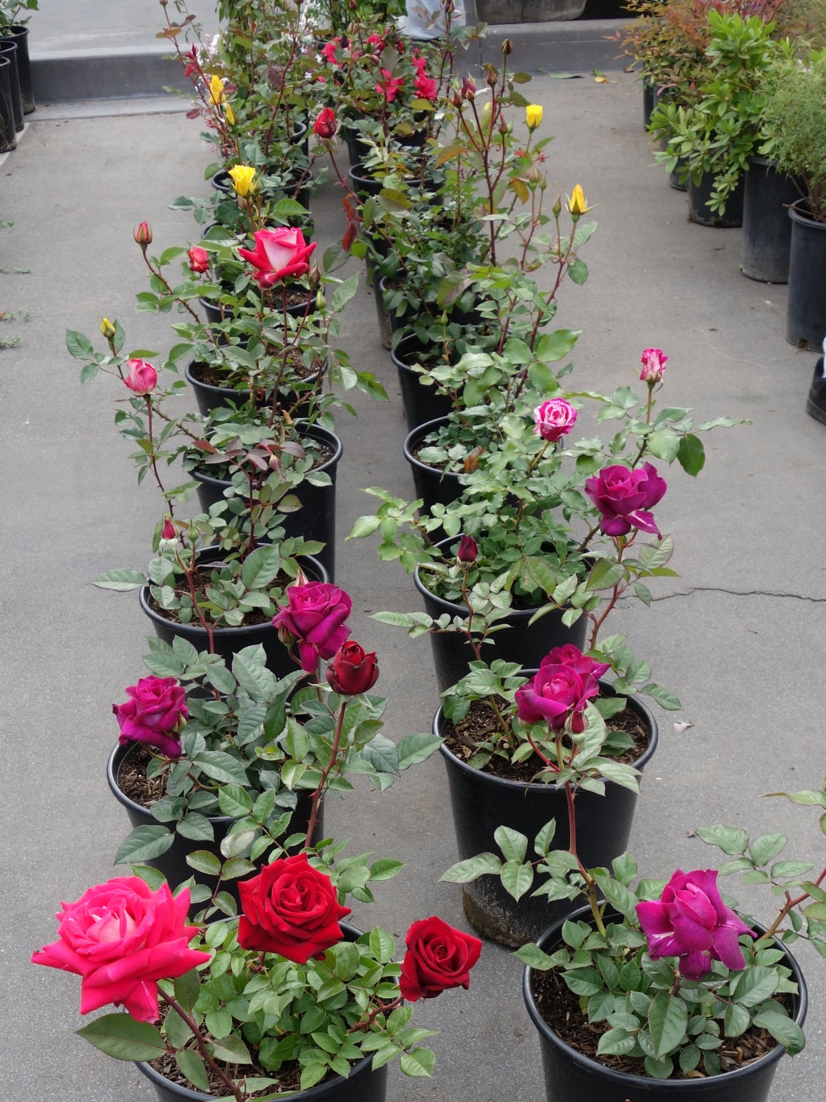 Advice On What To Look For When You Buy Rose Bushes