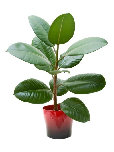 Rubber Plant Losing Leaves Why Do, Rubber Tree Plant Outdoors Australia