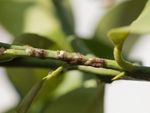 scale insects on stem of lemon tree
