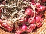 shallots in a basket