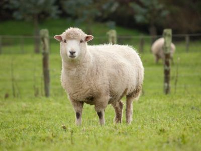 A Sheep In A Field