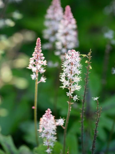 Pink and White Newly Bloomed Foamflower