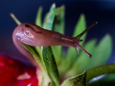 Garden Slug On A Green Plant
