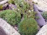 small alpine plant