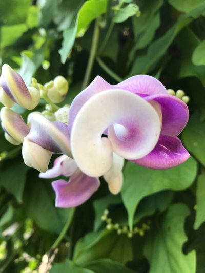 Purple-White Snail Vine Plant
