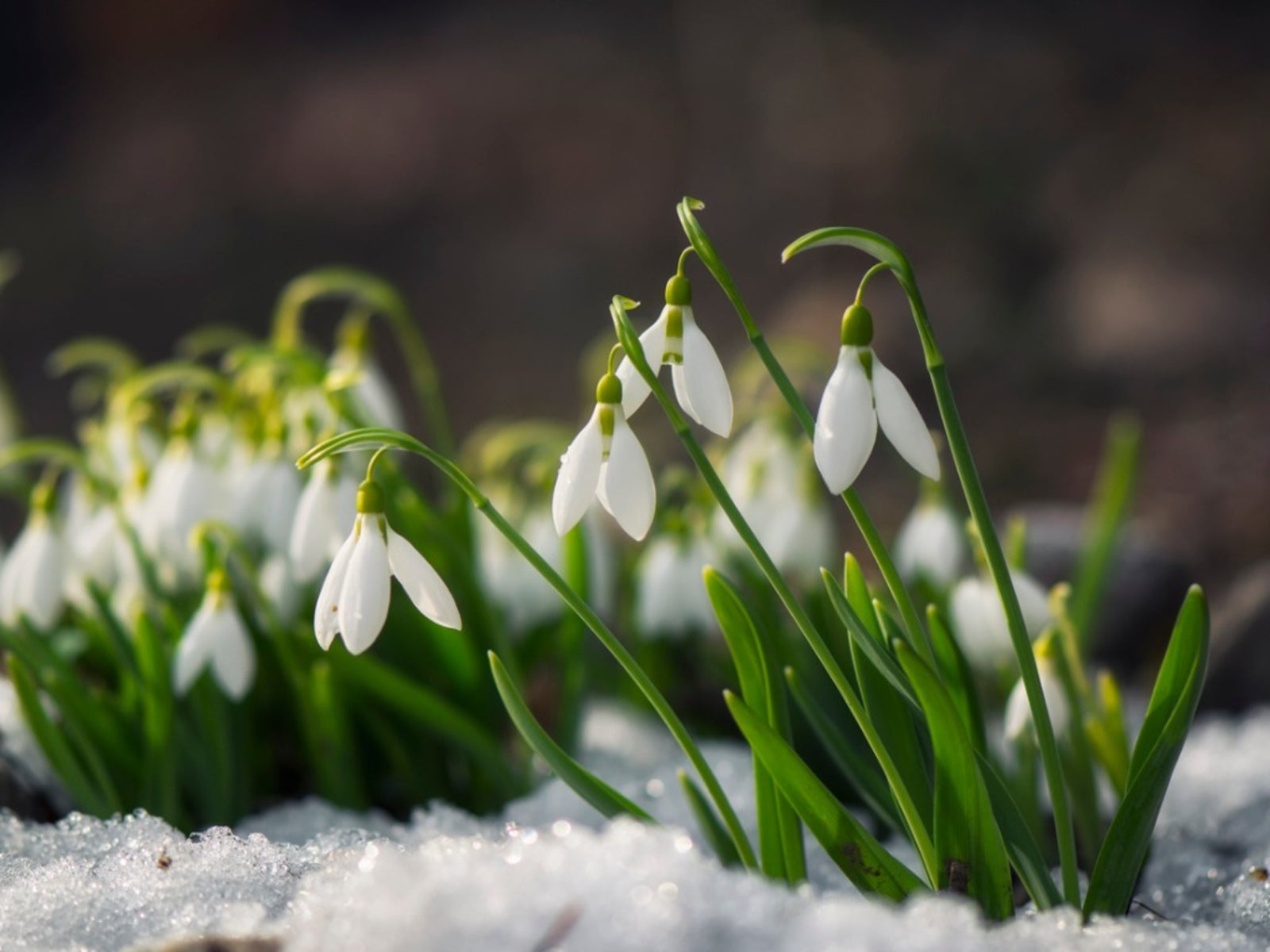 Snowdrop Flower Bulbs Surrounded By Snow