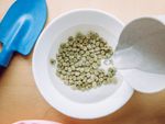 soaking green pea seeds