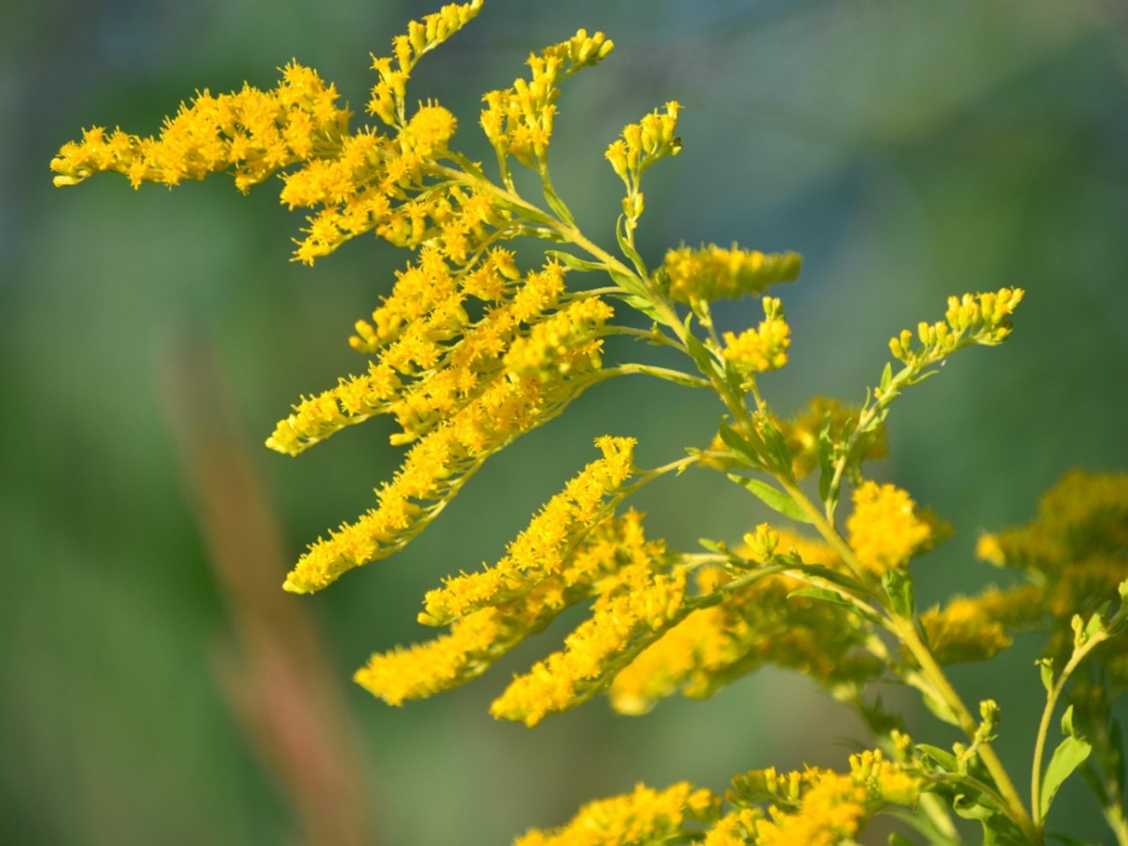 planting goldenrod in the garden - what is the plant goldenrod