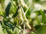 soybean in pod