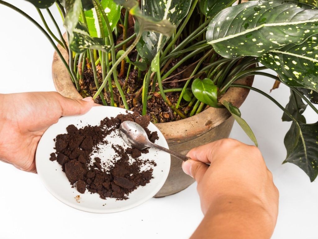 Hands adding spent coffee grounds to a potted plant