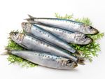 spotlined sardines