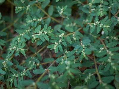 Spotted Spurge Weed
