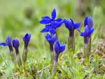 Blue Gentian Wildflowers