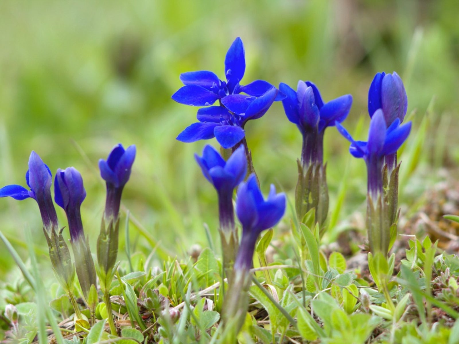 gentian care - information on how to plant gentian wildflowers