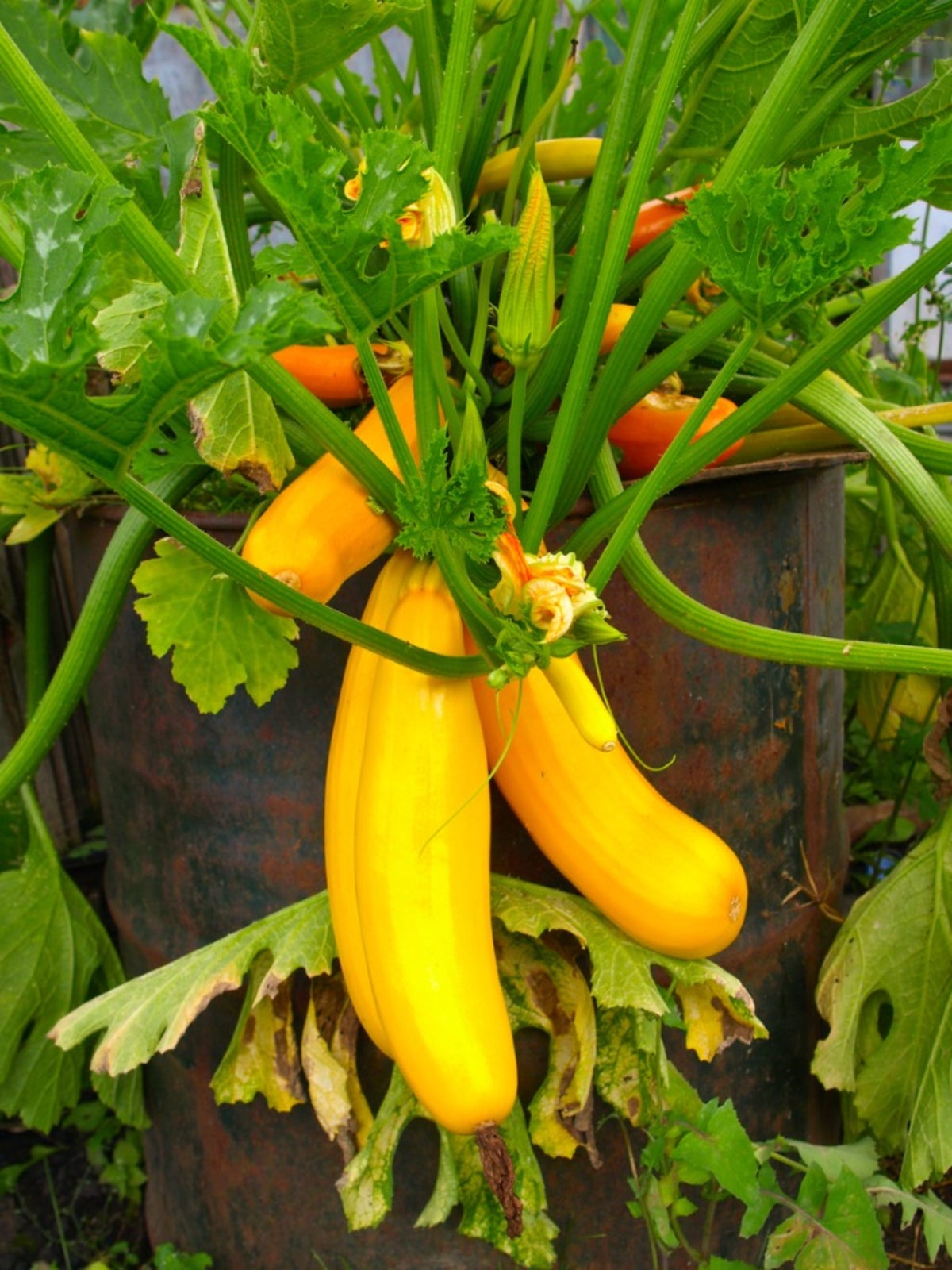 Image of Growing crookneck squash in containers image 5
