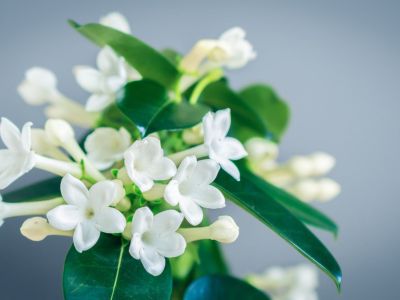 White Stephanotis Flowers