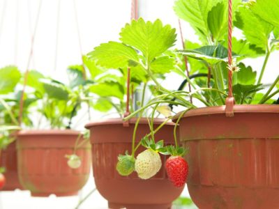 Strawberry Plants Growing From Hanging Baskets