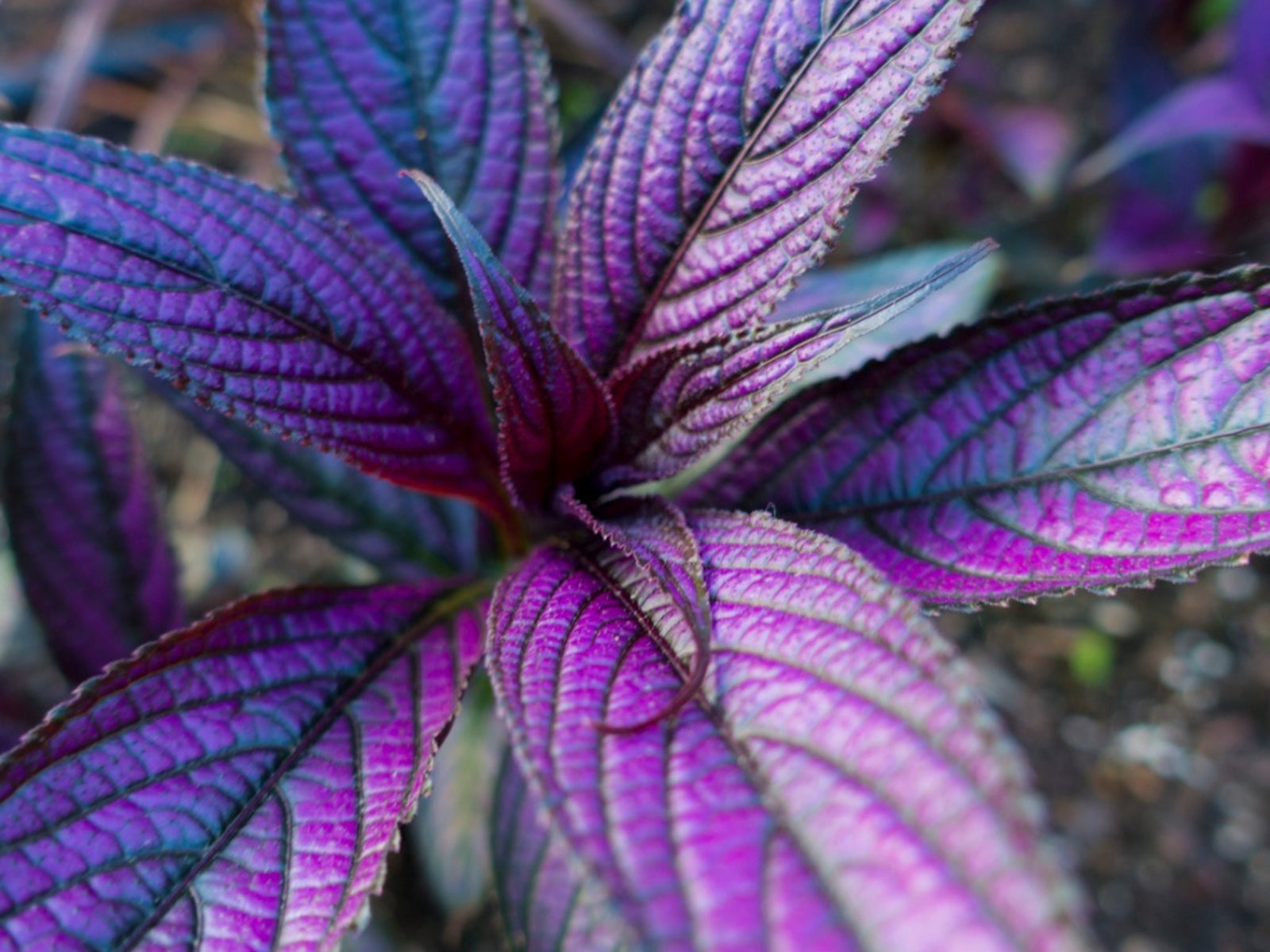 Persian Shield Care Instructions   How To Grow A Persian Shield ...