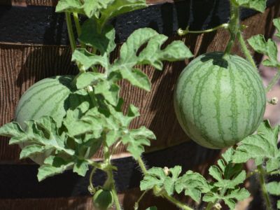 Container Grown Watermelons