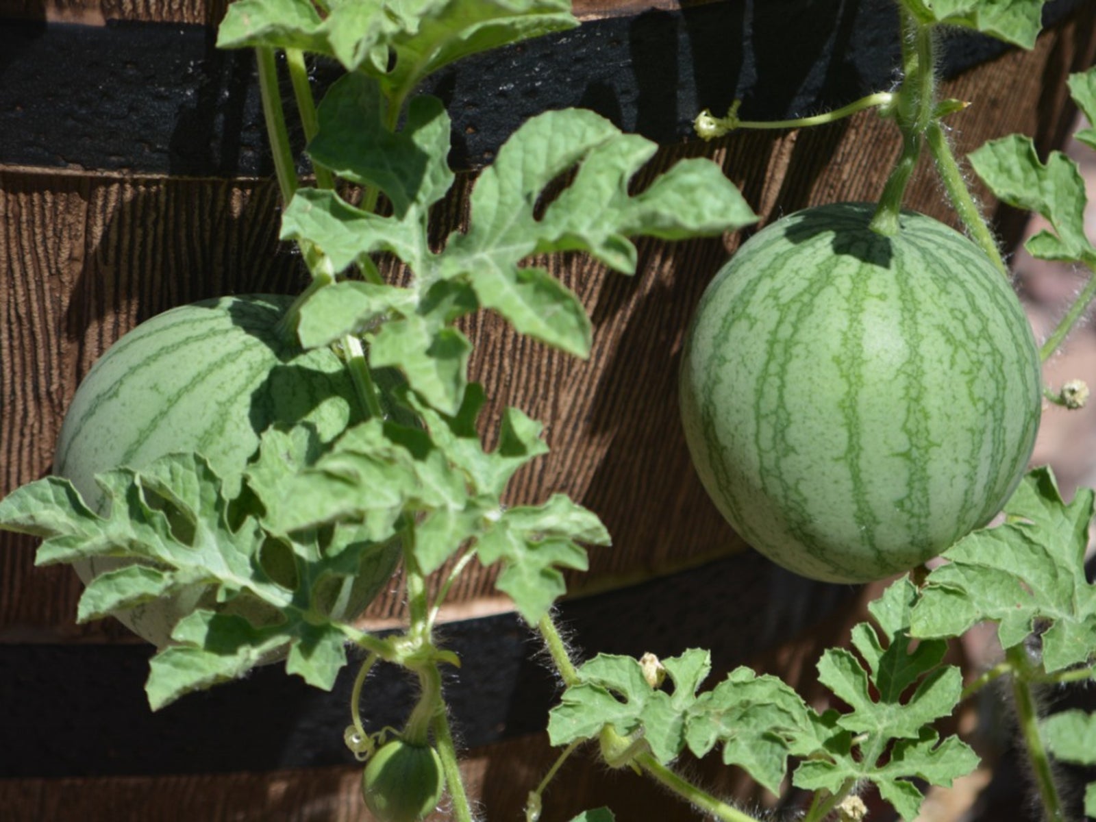 Container Watermelons How To Grow Watermelon In Containers