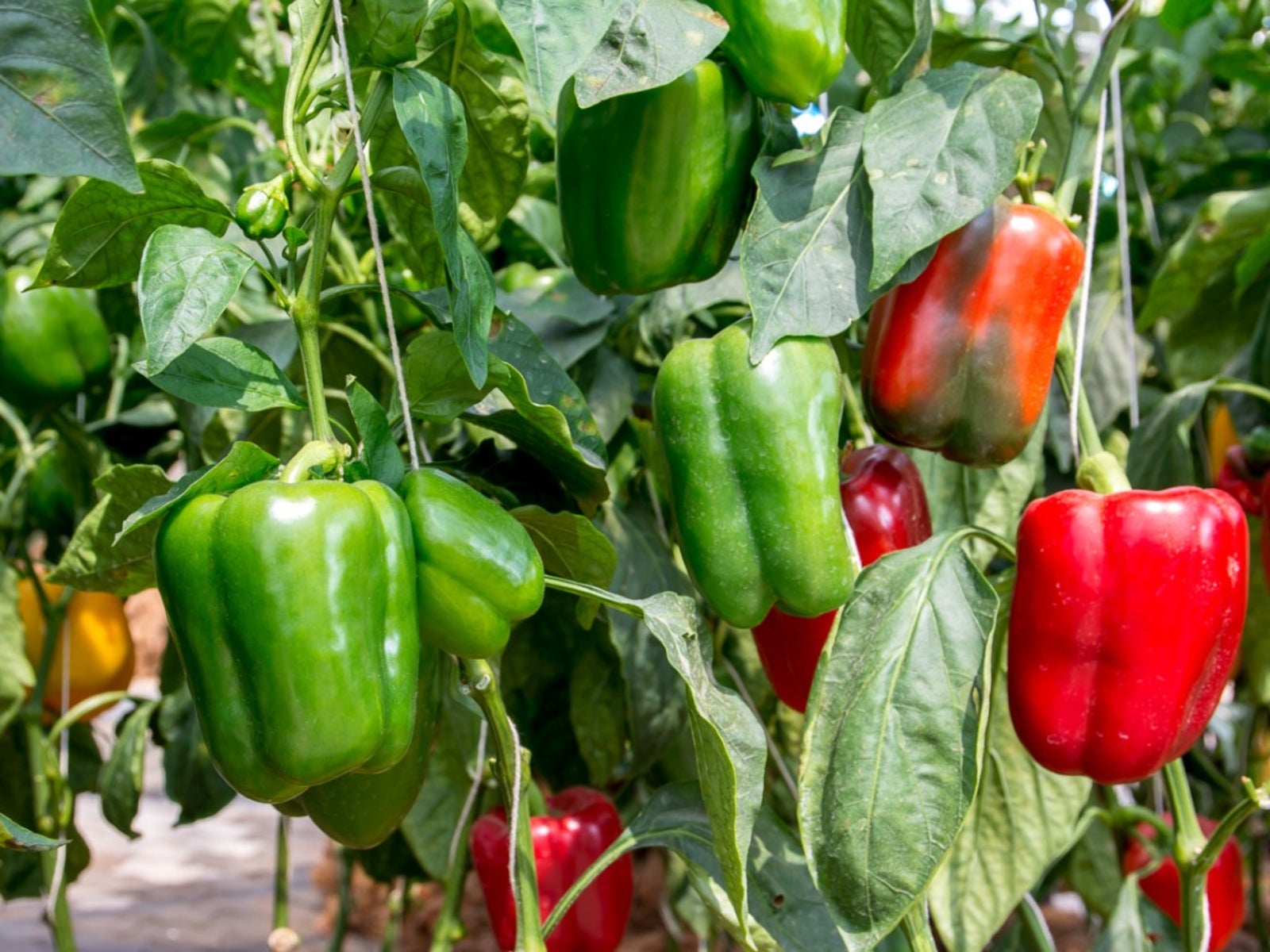 Common Pepper Plant Problems And Pepper Diseases